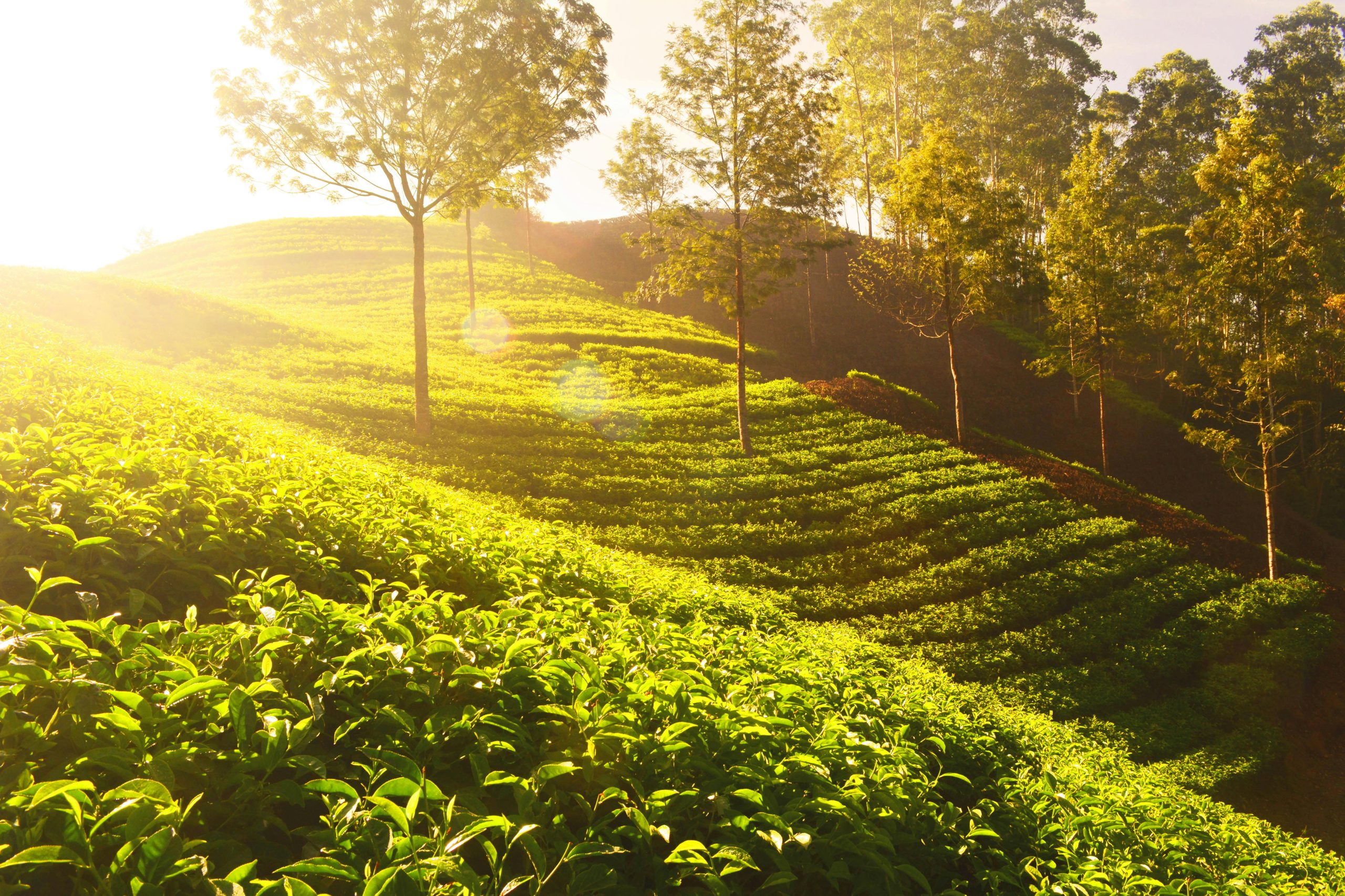 Top 10 Tea Exporting Countries in the World (2023-24)