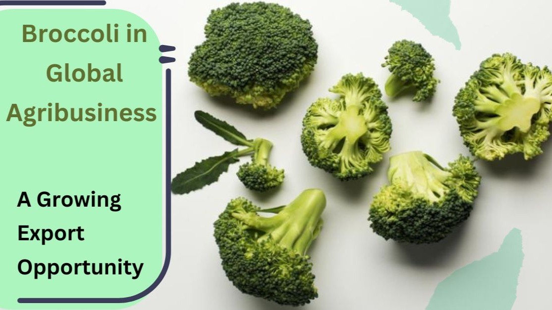 Broccoli's Role in Global Agribusiness: Production, Export, and Market Trends