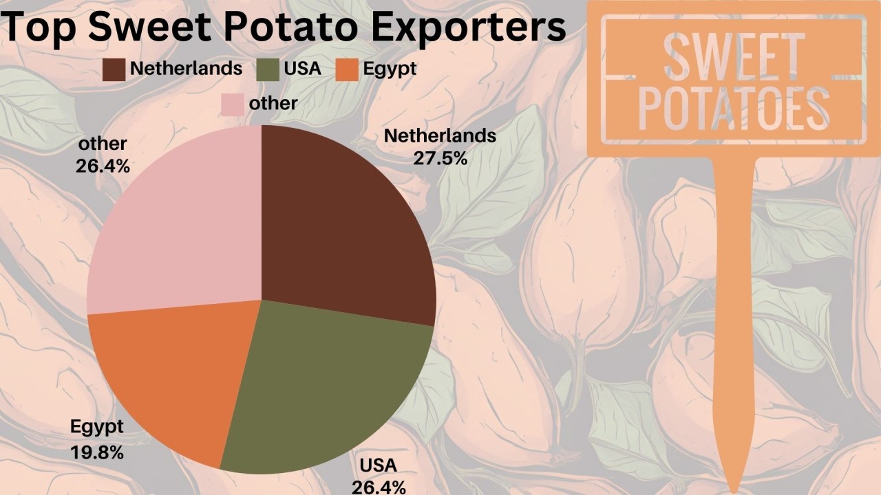 Egypt Leads Sweet Potato Exports to Poland, Expanding Influence in European Markets