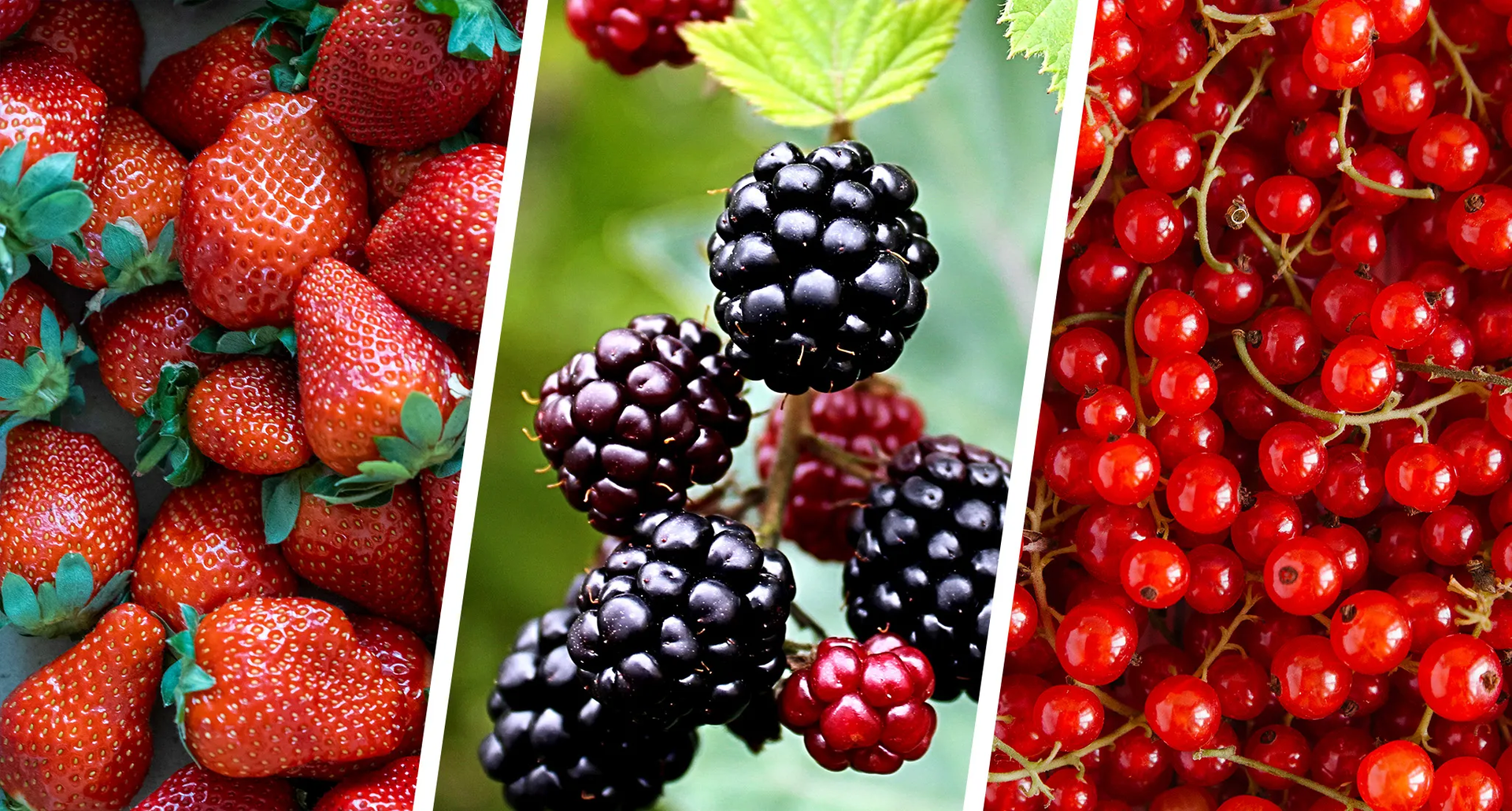 Berries Unveiled: The Historical Roots and Modern Impact of Nature's Sweetest Fruits